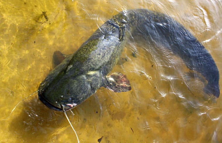 Сом. Где водится, на что ловить