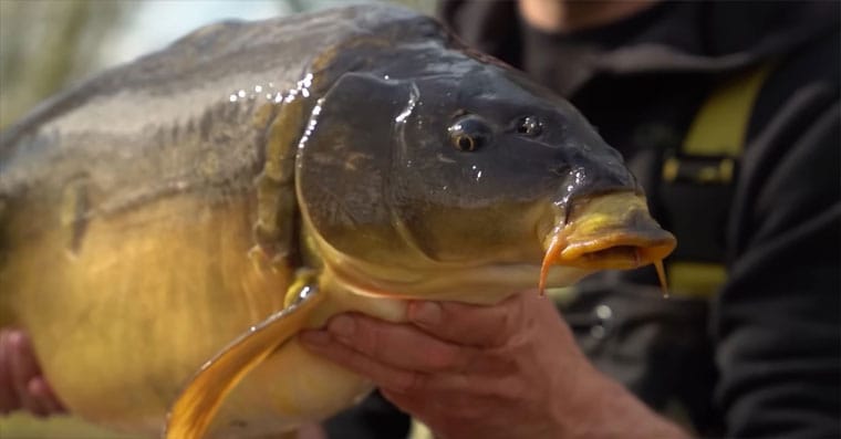 Карп. Где водится, на что ловить