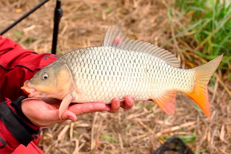 Сазан. Где водится, на что ловить