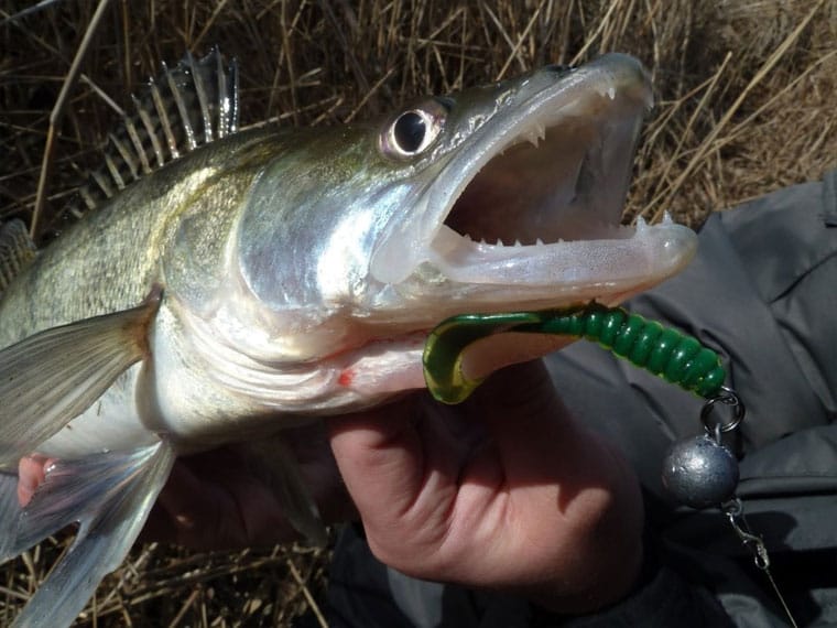 Судак. Где водится, на что ловить