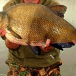 5 самых крупных рыб Украины: где ловить и на что клюют