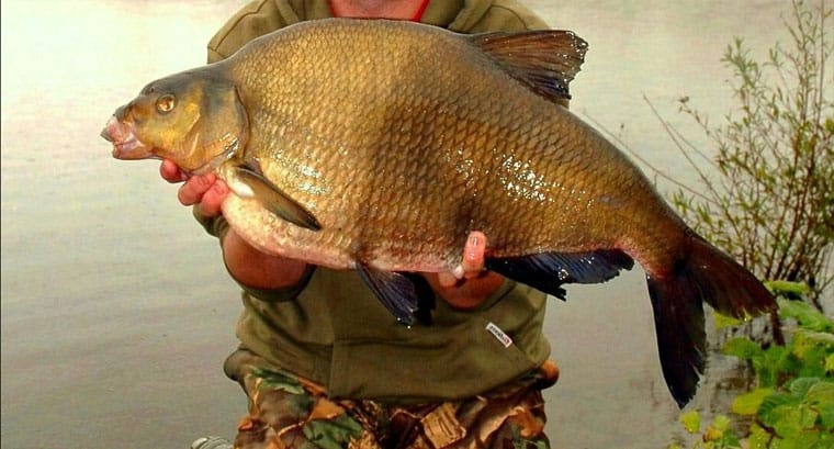 Як зібрати ідеальний фідер для ловлі ляща восени