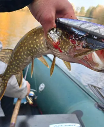 Щука на Пслі: секрети успішного твічингу від рибалки з Сум