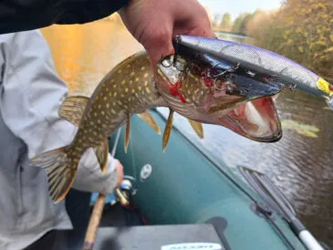 Щука на Пслі: секрети успішного твічингу від рибалки з Сум