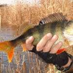 На Прикарпатье поймали щуку весом почти 8 кг