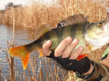 як ефективно ловити окуня на спінінг у листопаді