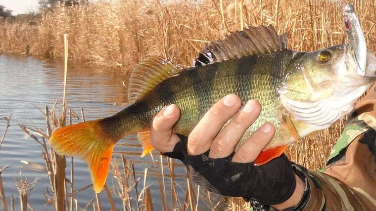 як ефективно ловити окуня на спінінг у листопаді