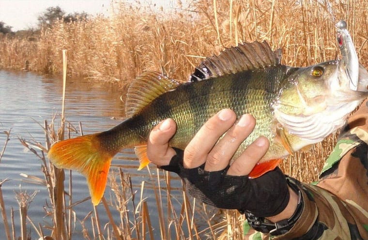 як ефективно ловити окуня на спінінг у листопаді