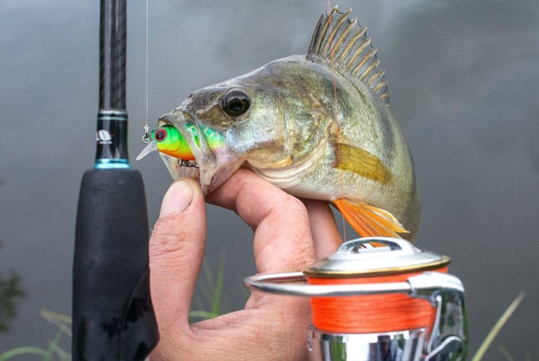 Ловля окуня в листопаді на кренки