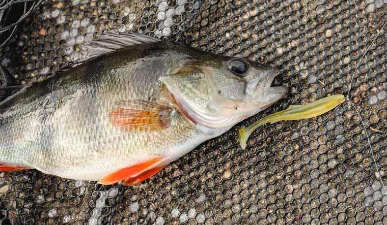 Ловля окуня в ноябре на дроп-шот