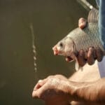 Непогода не помеха: рыбак поделился уловом в шквальный ветер