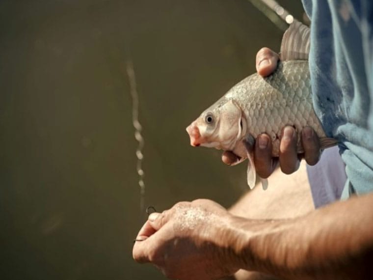 Риболовні гачки: як правильно підібрати та використовувати