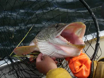 Риболовля в листопаді: які види риб активні в останній місяць осені?