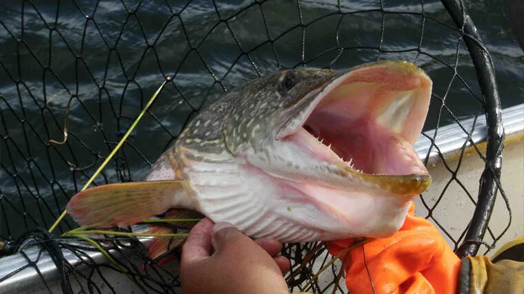 Риболовля в листопаді: які види риб активні в останній місяць осені?