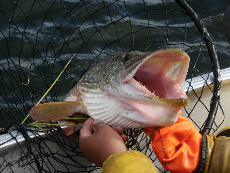 Риболовля в листопаді: які види риб активні в останній місяць осені?