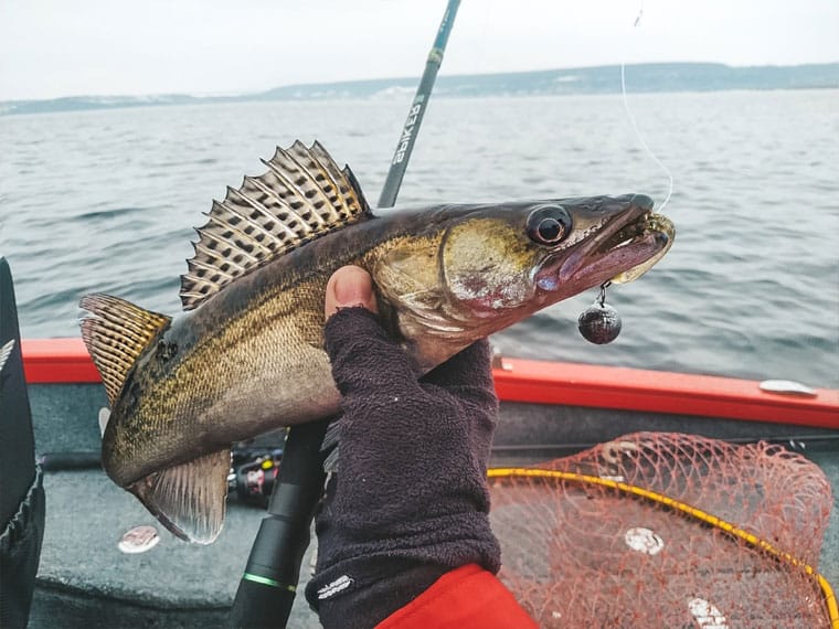 Рыбалка на судака в ноябре