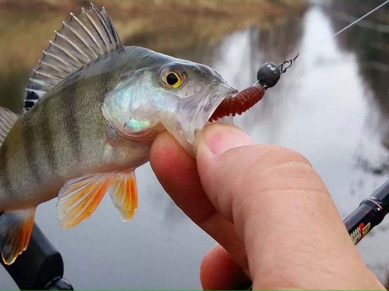 Рыбалка на окуня в ноябре