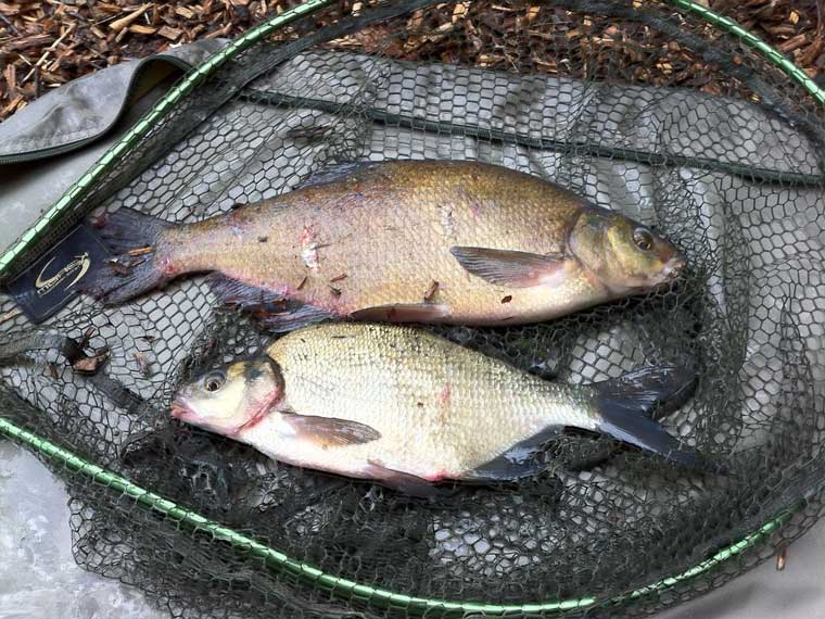 Рыбалка на леща в ноябре