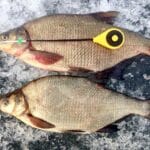 Зимние блесны на окуня: рекомендации и личный опыт