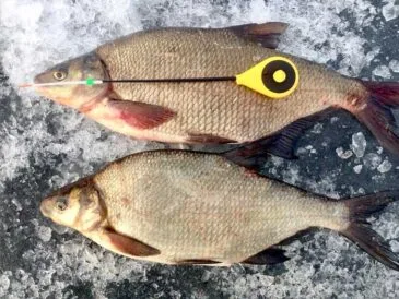 3 секрети ловлі ляща взимку, які знають лише профі