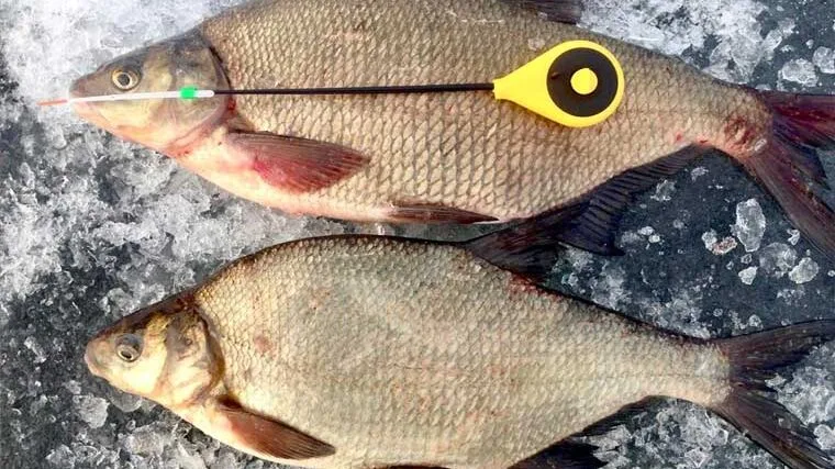 3 секрети ловлі ляща взимку, які знають лише профі