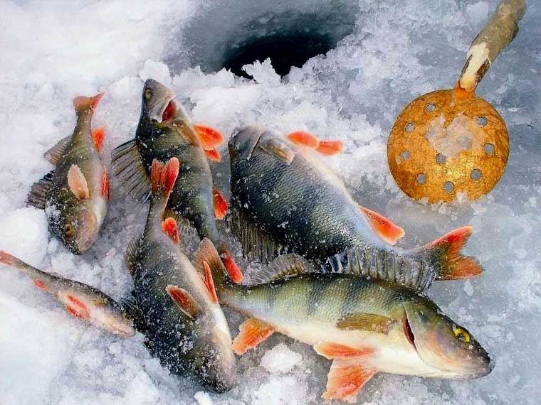 Яка найкраща мормишка для окуня взимку?