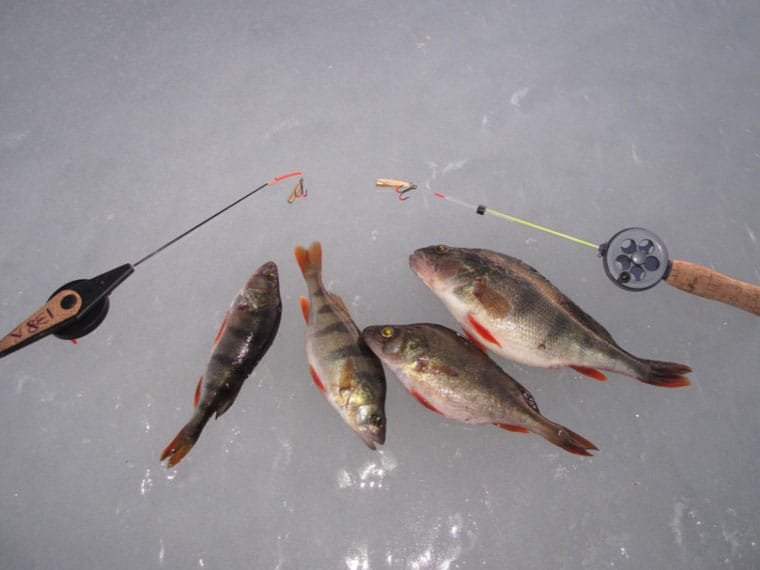 Ідеальна зимова снасть для ловлі окуня