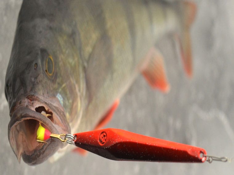 Особливості вибору блешні для зимового блешніння окуня