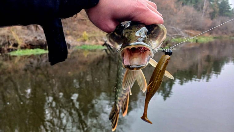 Щука клює десятками: звіт про риболовлю на Пслі. Фото 2