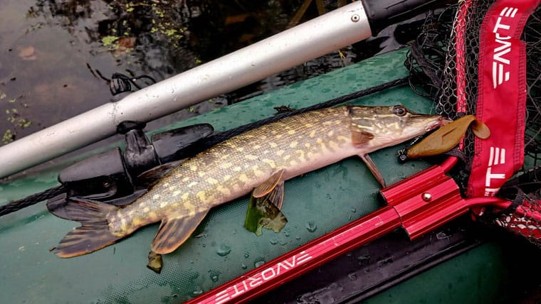 Щука клюет десятками: отчет о рыбалке на Псле. Фото 4