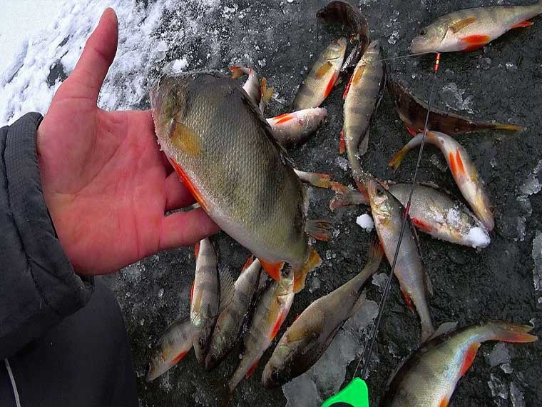 Ловля на мормышку: классика и новые подходы