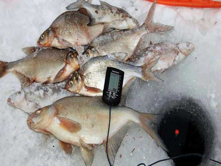 Подлещик и лещ по первому льду: секреты успешной ловли