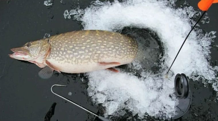 Щука по первому льду: охота за хищницей