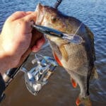 Ловля на першій кризі на озерах: досвід та поради