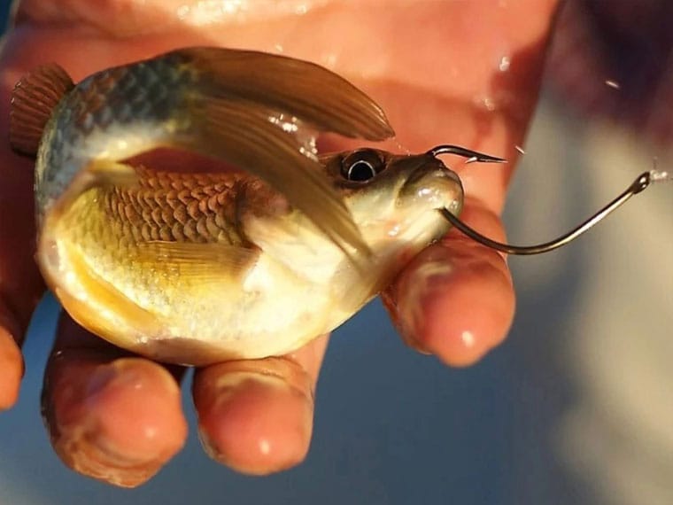 Ловля на живца: тонкости и секреты