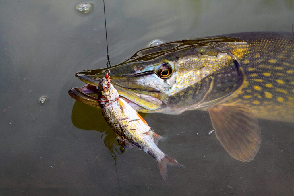 Тактика ловли осенью разных хищников на живца