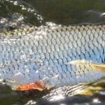 Какие снасти лучше использовать для ловли окуня зимой?