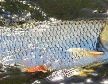 Несподівані та дивовижні особливості луски риби