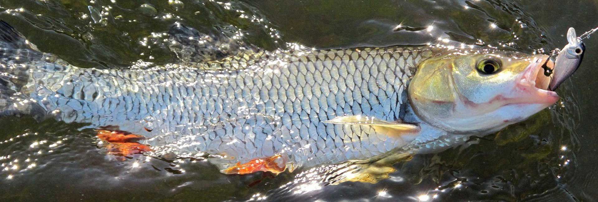 Несподівані та дивовижні особливості луски риби