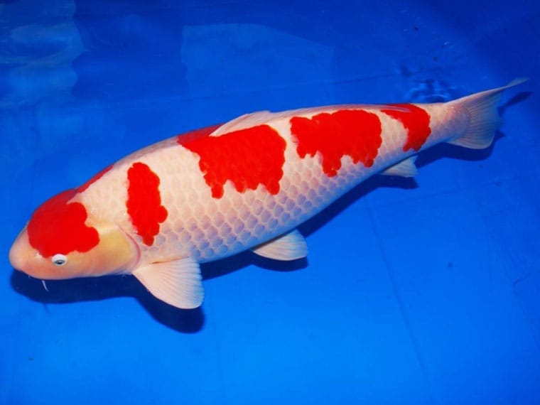 Карпы и уникальность их чешуи