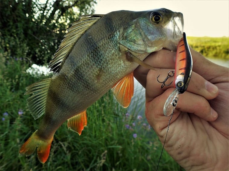 Виды чешуи и их особенности