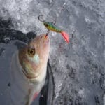 Где искать судака зимой?