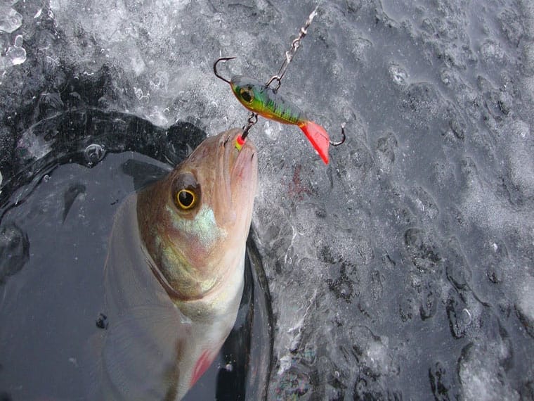 Які снасті краще використовувати для лову окуня взимку?