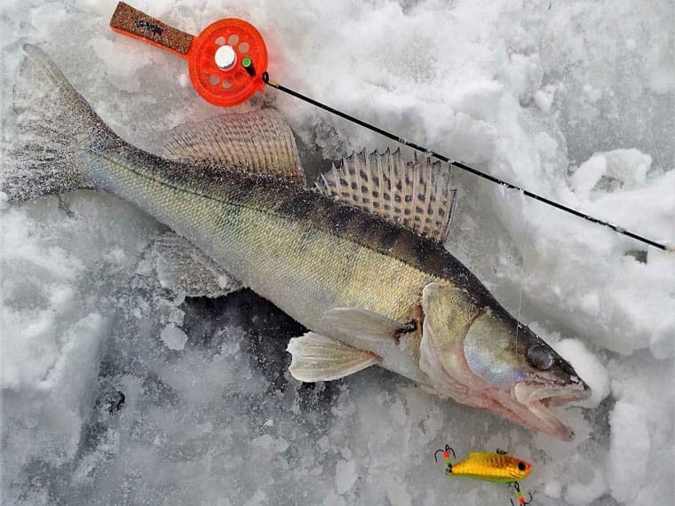 Де шукати судака взимку?