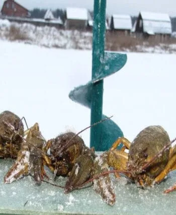 З 1 грудня в Україні заборонено вилов раків: що потрібно знати рибалкам