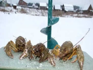 З 1 грудня в Україні заборонено вилов раків: що потрібно знати рибалкам