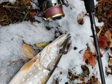 Рибалка розповів, як розловити пасивну щуку в холод