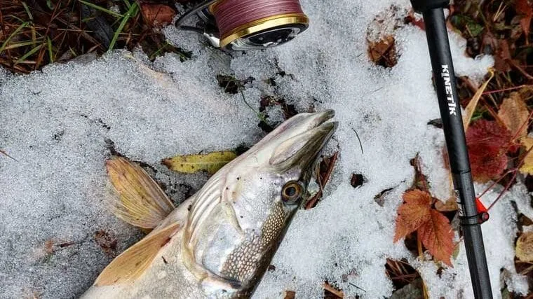 Рибалка розповів, як розловити пасивну щуку в холод