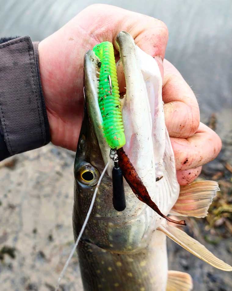 Секрет успеха: как разловить пассивную щуку в холод. Фото 4