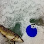 Какие рыбы наиболее активны зимой?